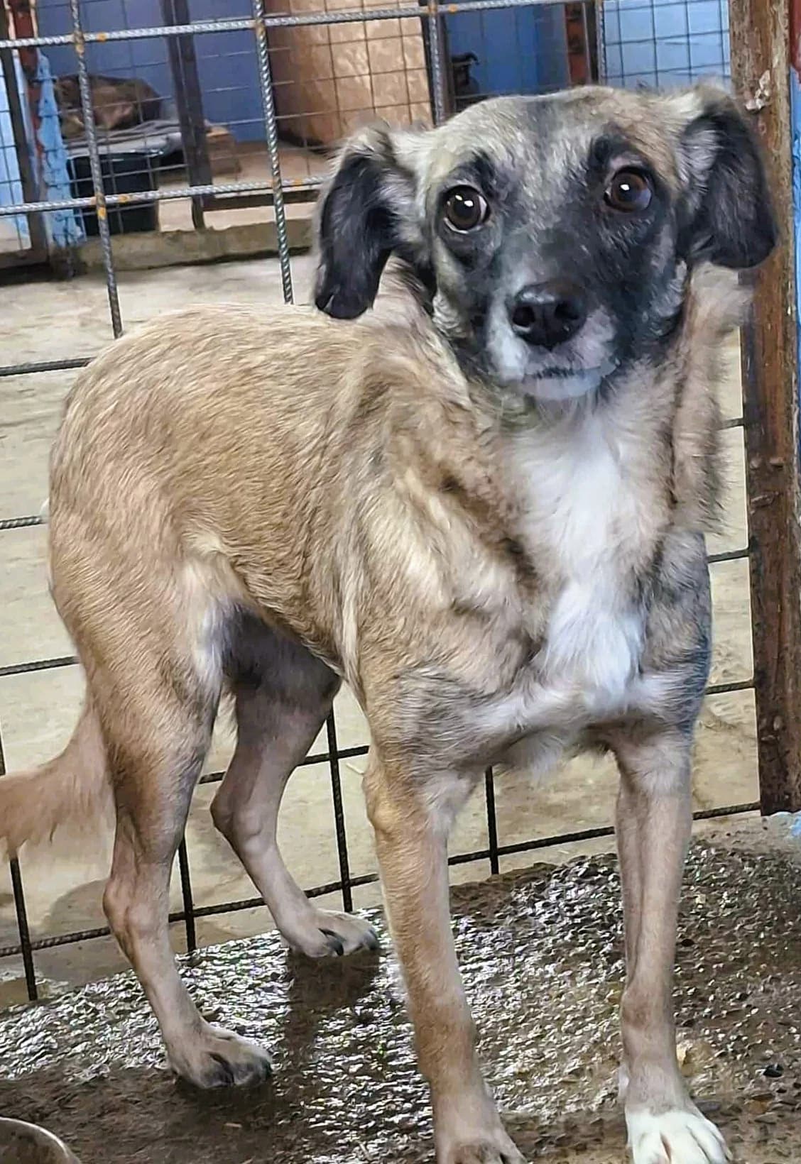 LILLY 1868, female young Mixed Breed for adoption at No Limit Pets, Romania