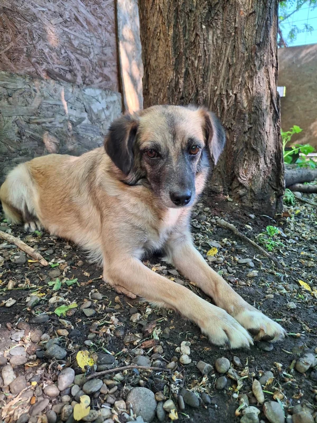LILLY 1868, female young mixed breed for adoption at No Limit Pets, Romania