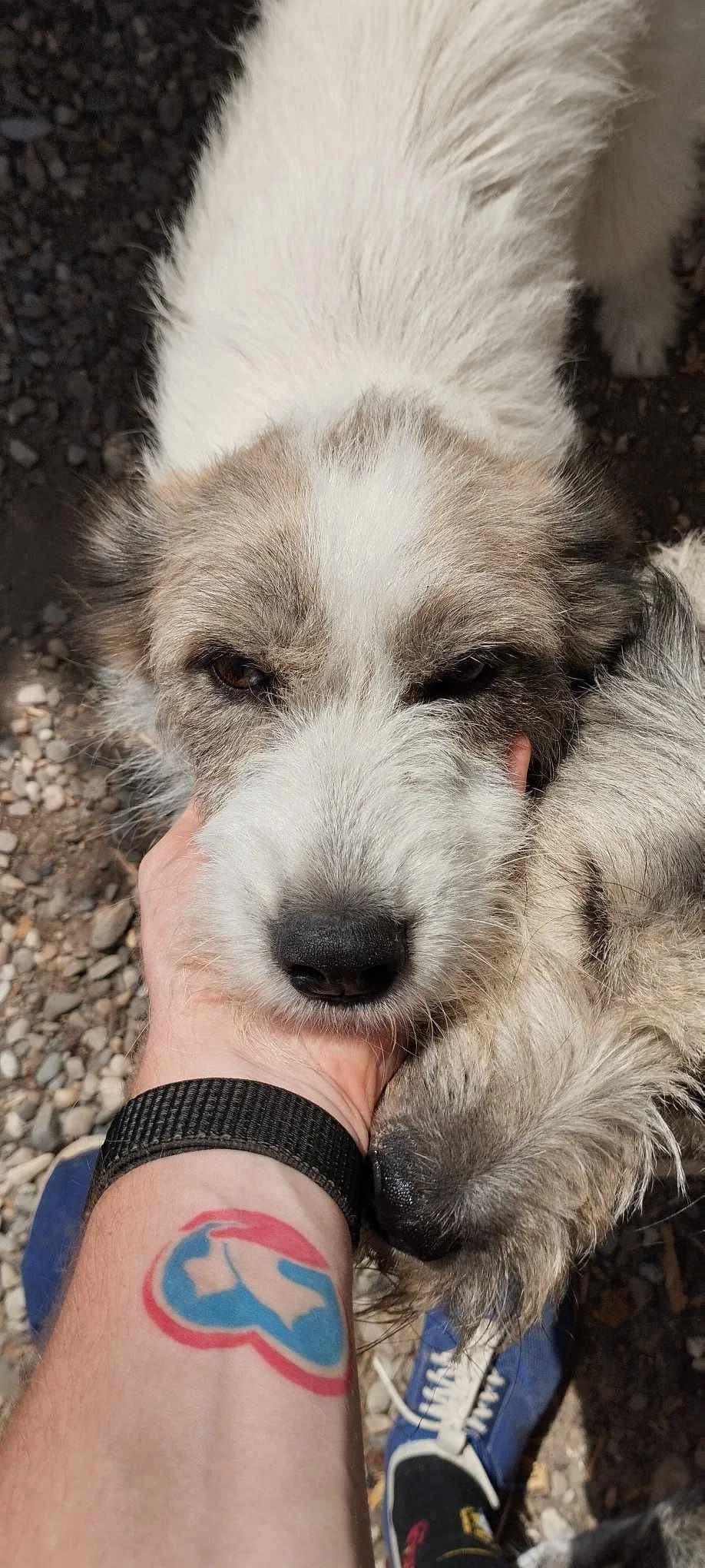 LILLY 2799 -ADOPTAT, female young mixed breed for adoption at No Limit Pets, Romania