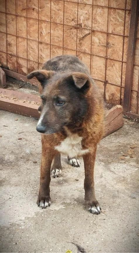 LINA 1751, female 3yo Mixed Breed for adoption at No Limit Pets, Romania