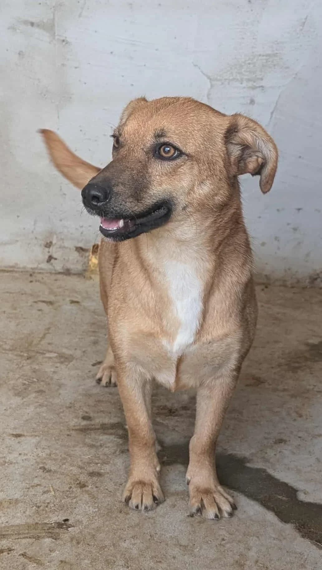 LINA 2259- adoptat, female mixed breed for adoption at No Limit Pets, Romania