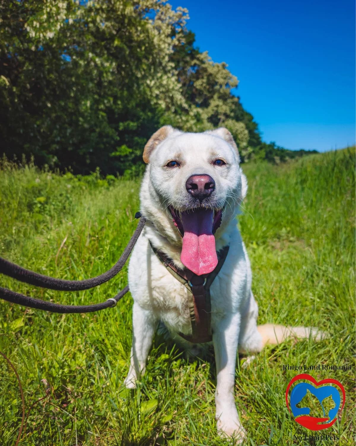 LINUS 4894, male 3yo mixed breed for adoption at No Limit Pets, Romania