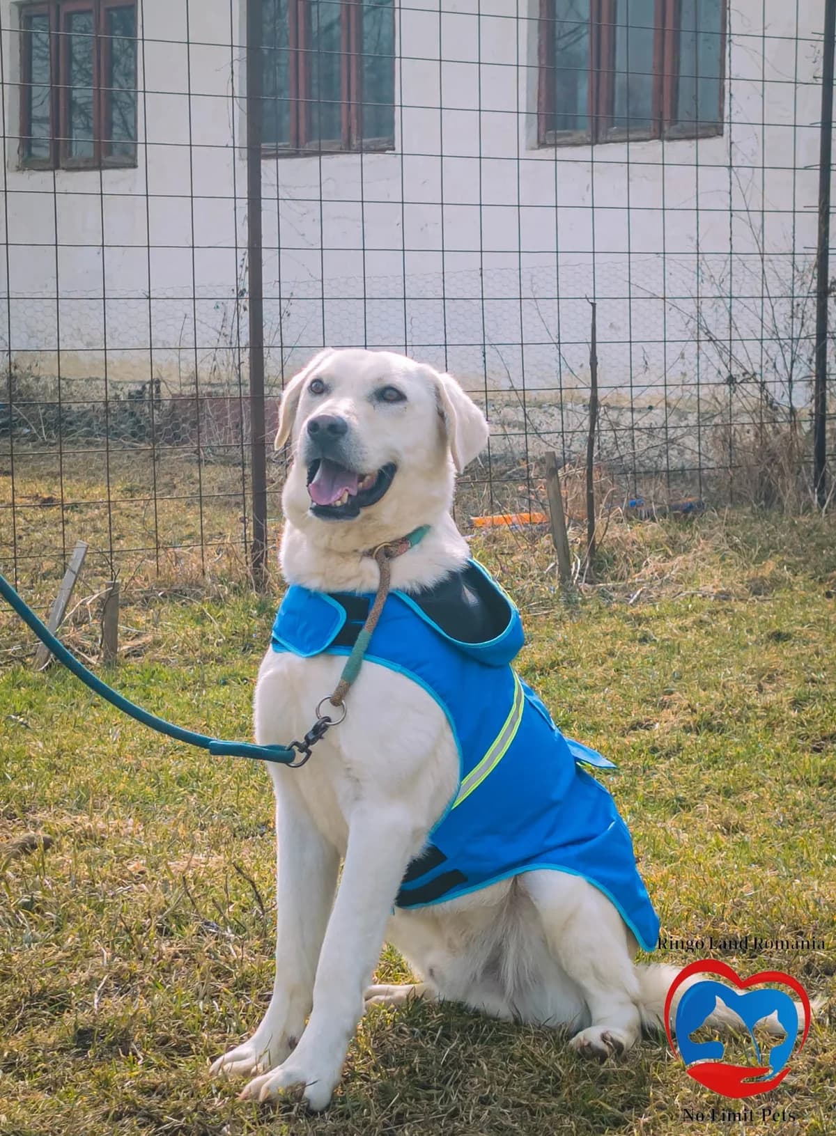 LIO 4249, male Mixed Breed for adoption at No Limit Pets, Romania