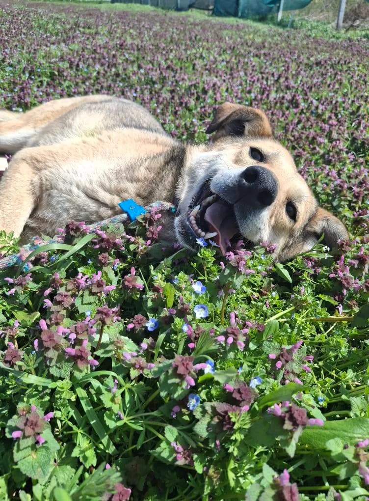 LISA 7277 – ADOPTAT, female mixed breed for adoption at No Limit Pets, Romania