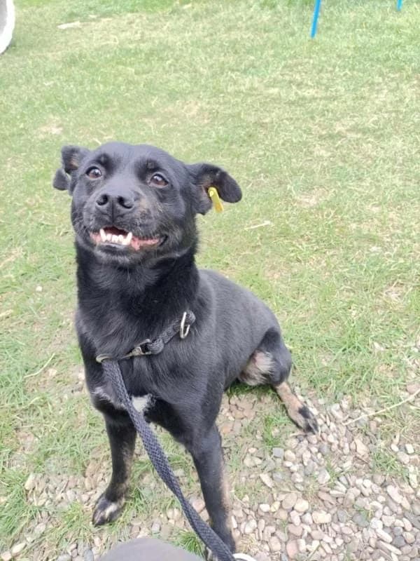 LOBO 2573 -ADOPTAT, male mixed breed for adoption at No Limit Pets, Romania