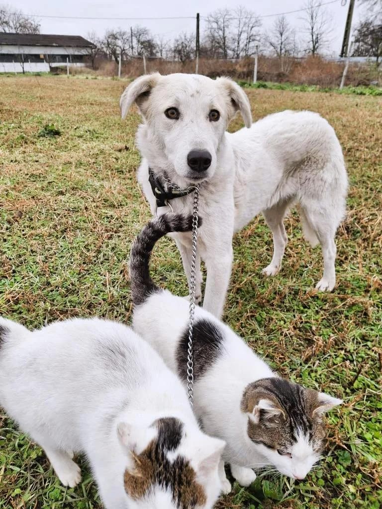 LOLA, female mixed breed for adoption at No Limit Pets, Romania