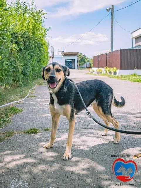 LORA 2199, female young mixed breed for adoption at No Limit Pets, Romania