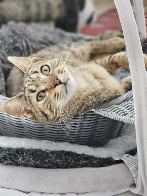 LORD 2743 – ADOPTAT, male mixed breed for adoption at No Limit Pets, Romania