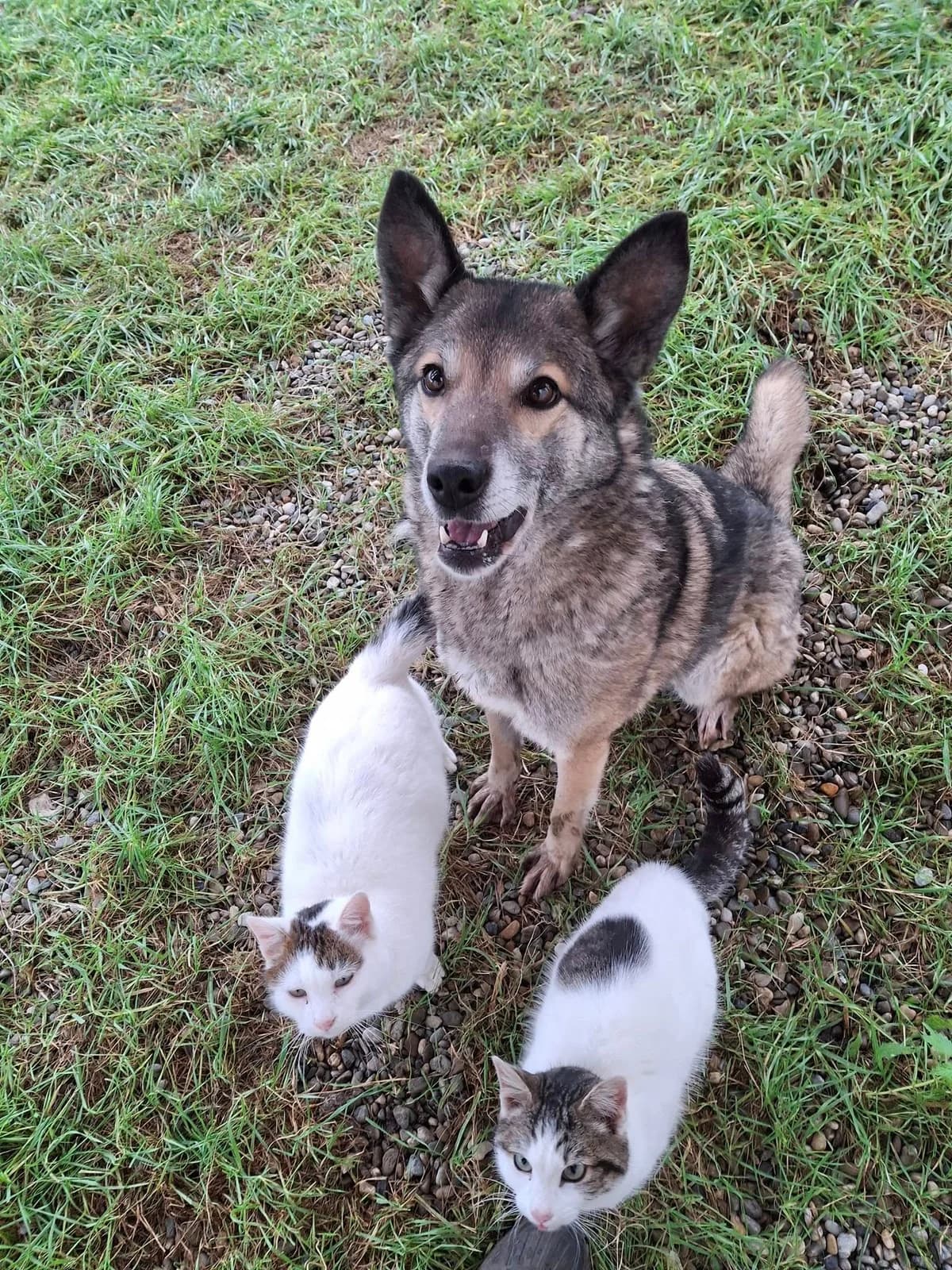 LOU 6372, female German Shepherd for adoption at No Limit Pets, Romania