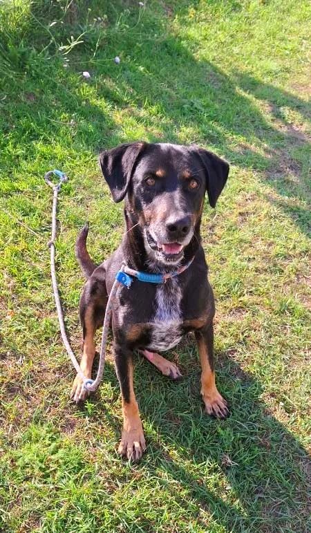 Lounis 8601- adoptat, male young mixed breed for adoption at No Limit Pets, Romania