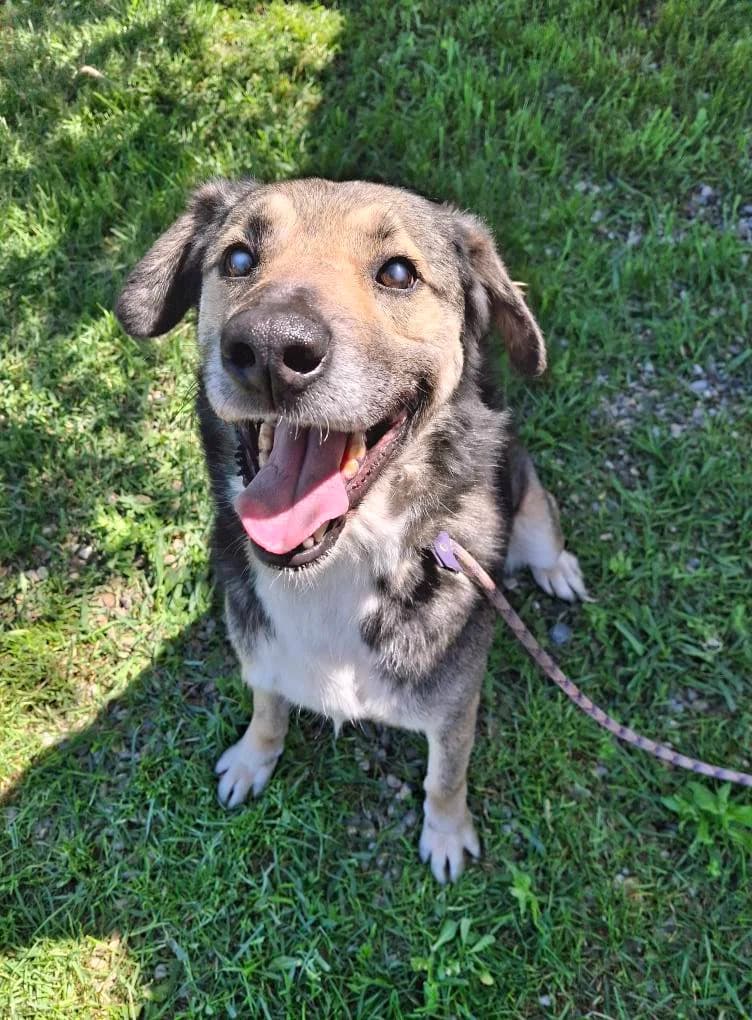 LOVELY 5409, male Mixed Breed for adoption at No Limit Pets, Romania