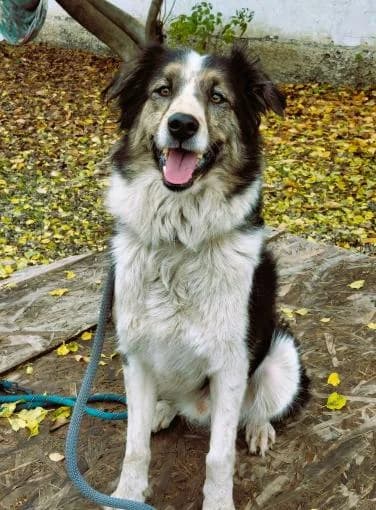 LUC 7441- adoptat, male mixed breed for adoption at No Limit Pets, Romania