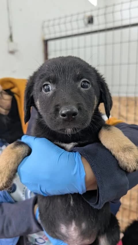 LUCA PUPPY-ADOPTAT, male mixed breed for adoption at No Limit Pets, Romania