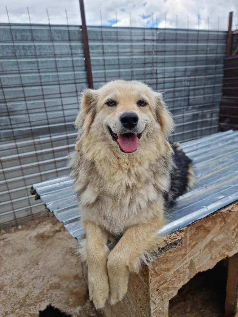 LUCI, female Mixed Breed for adoption at No Limit Pets, Romania