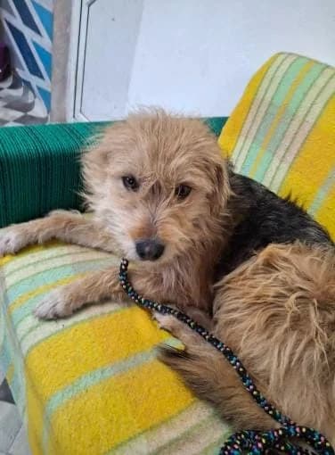 LUCINDA 3278 – ADOPTAT, female mixed breed for adoption at No Limit Pets, Romania