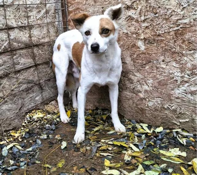 LUCKY 2723, male Mixed Breed for adoption at No Limit Pets, Romania