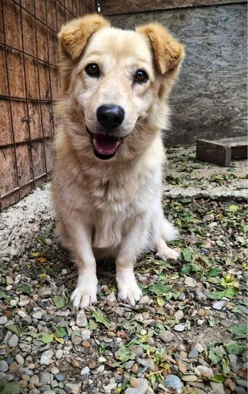 LUCKY 6431- adoptat, male mixed breed for adoption at No Limit Pets, Romania