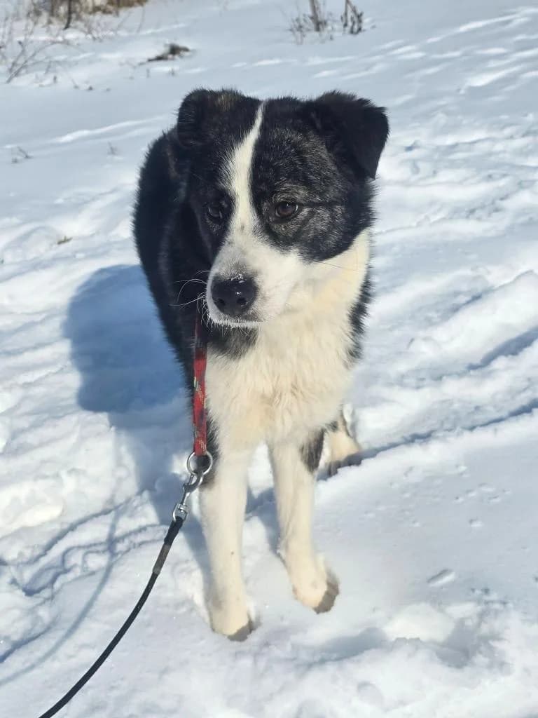 LUCY 1931, female young Mixed Breed for adoption at No Limit Pets, Romania