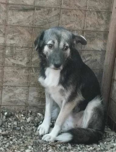 Lucy 3704 – ADOPTAT, female mixed breed for adoption at No Limit Pets, Romania