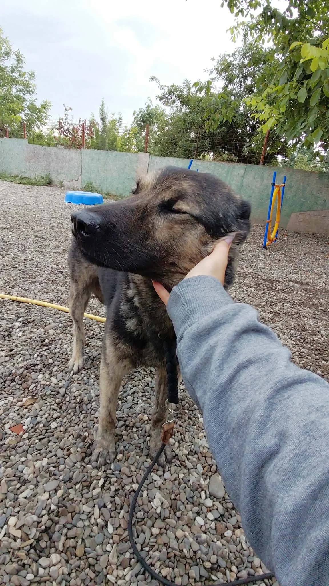 LUIS 4496, male young mixed breed for adoption at No Limit Pets, Romania