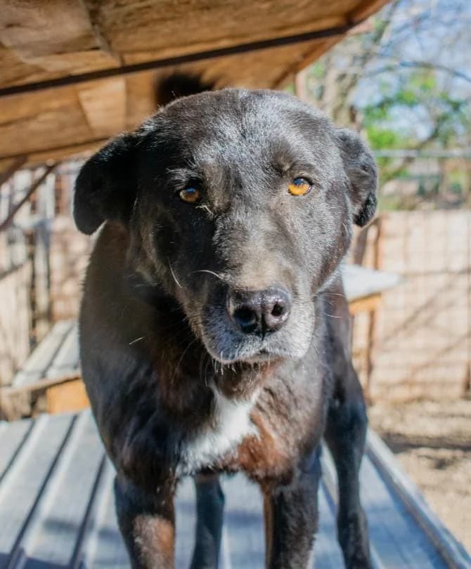 LUKA 0771, male mixed breed for adoption at No Limit Pets, Romania
