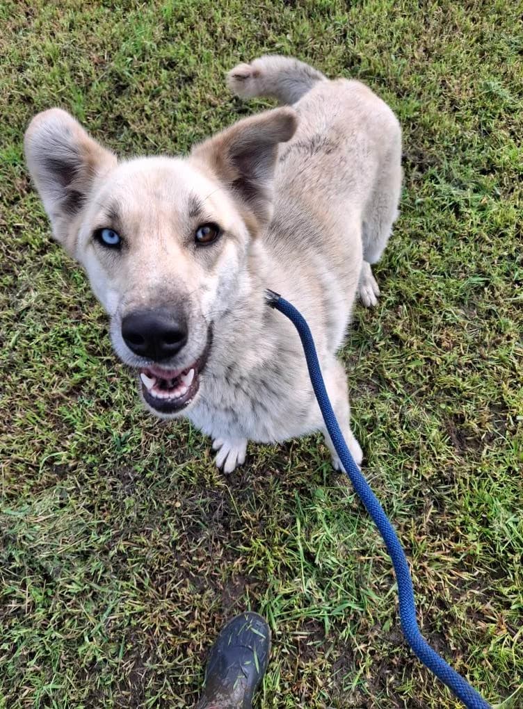 LUMI 8093, female young mixed breed for adoption at No Limit Pets, Romania