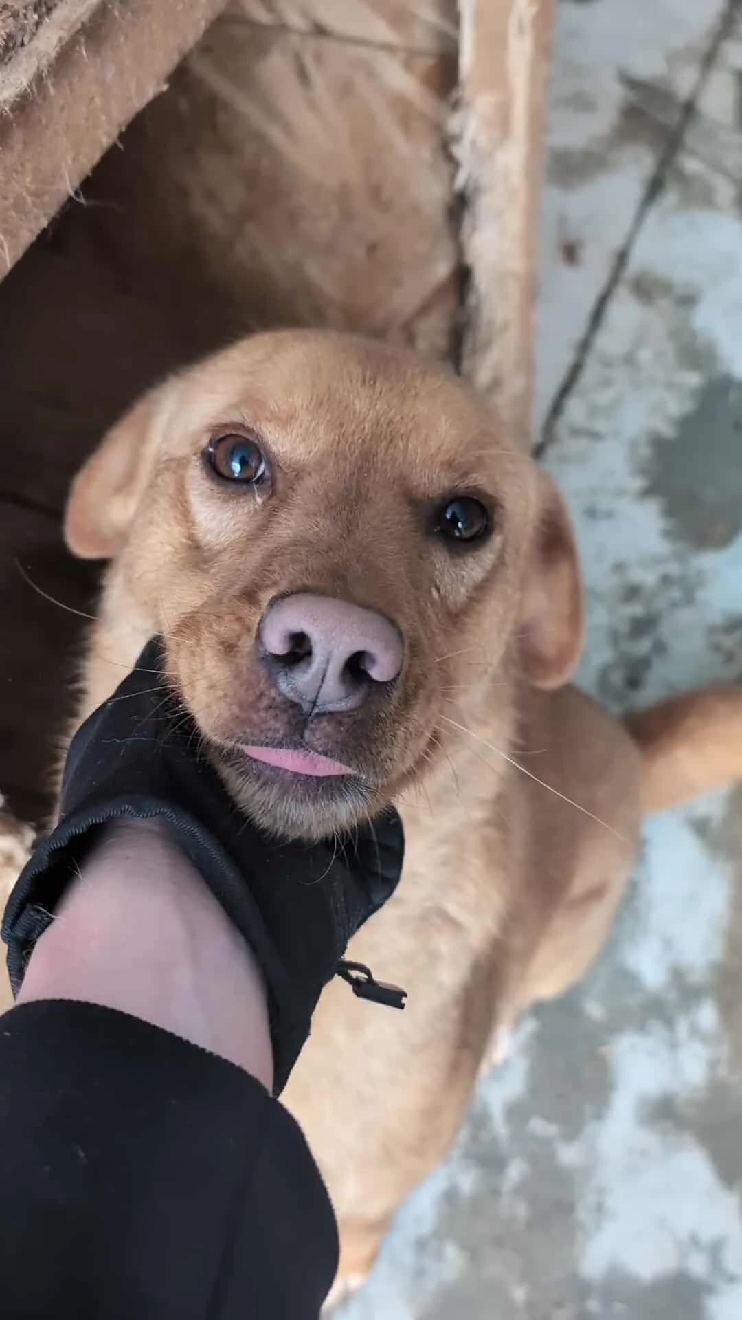 LUNA1346, female young mixed breed for adoption at No Limit Pets, Romania