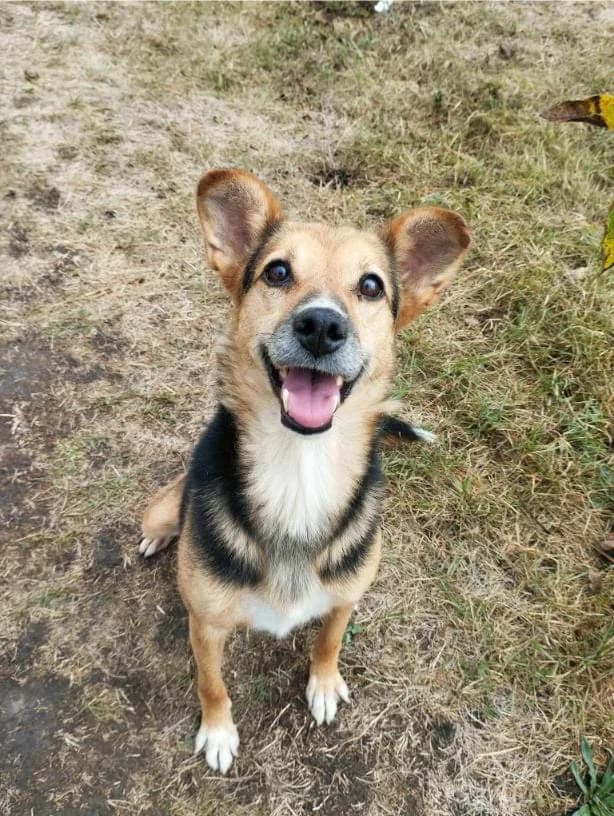 LUPITA, female mixed breed for adoption at No Limit Pets, Romania