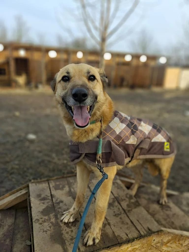 LUPO 8593, male Mixed Breed for adoption at No Limit Pets, Romania