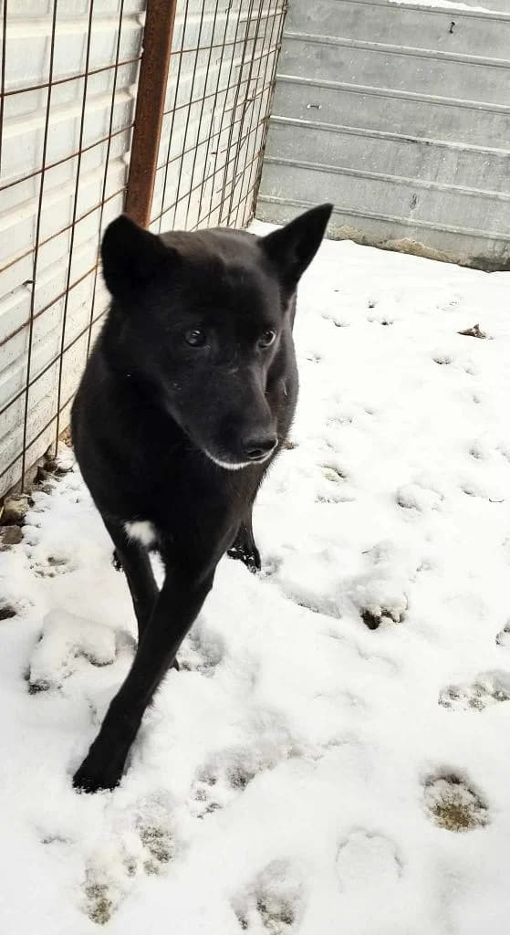 MAIA 2713, female mixed breed for adoption at No Limit Pets, Romania