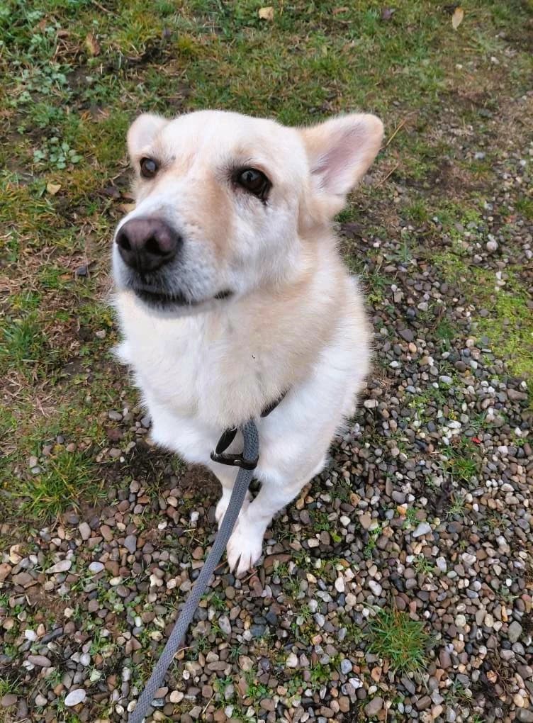 MAILO0680, male young Mixed Breed for adoption at No Limit Pets, Romania