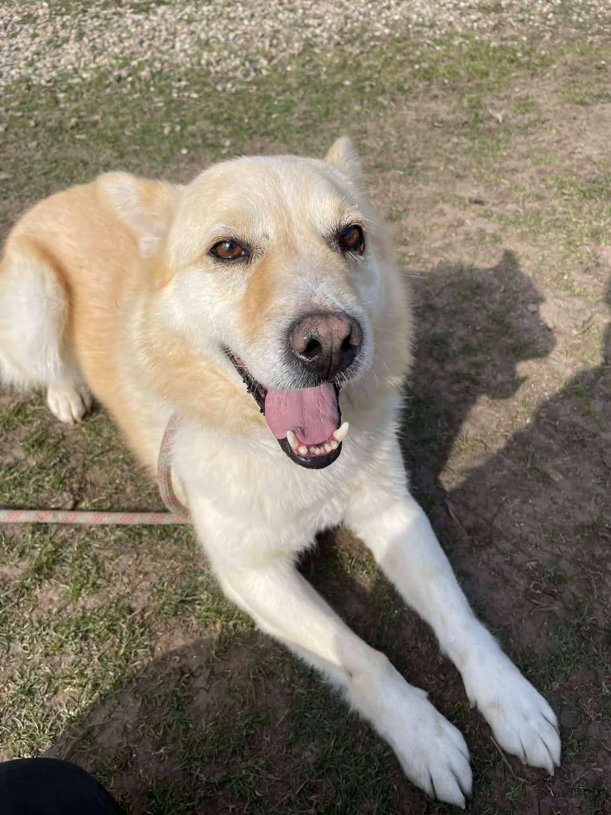 MAILO0680, male young mixed breed for adoption at No Limit Pets, Romania