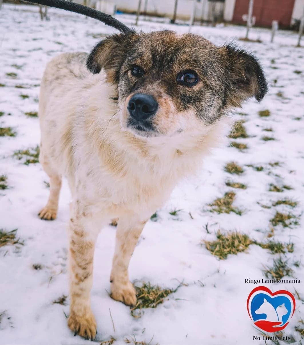 MALI 4295, female Mixed Breed for adoption at No Limit Pets, Romania