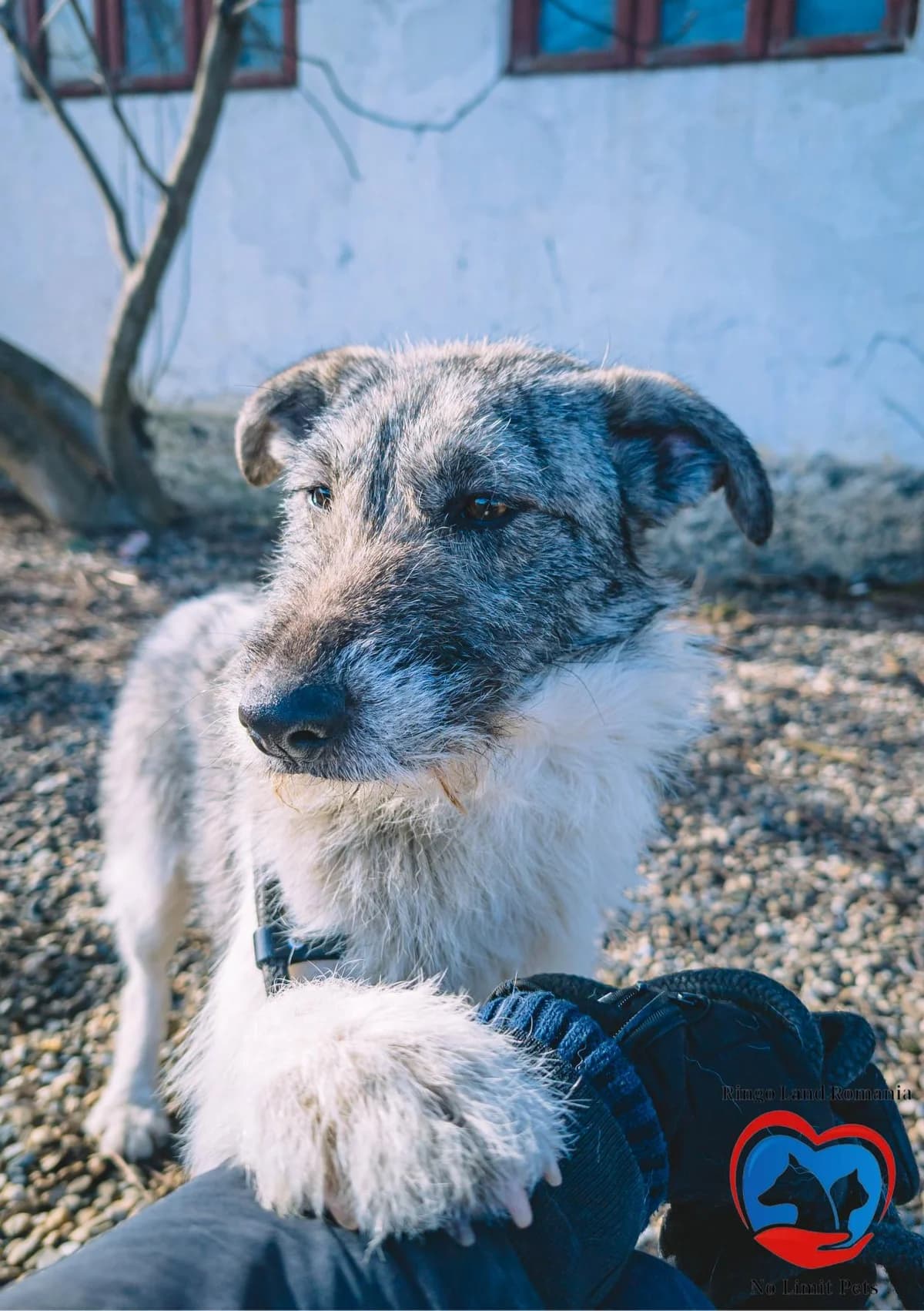 MALIA 2185, female young Mixed Breed for adoption at No Limit Pets, Romania