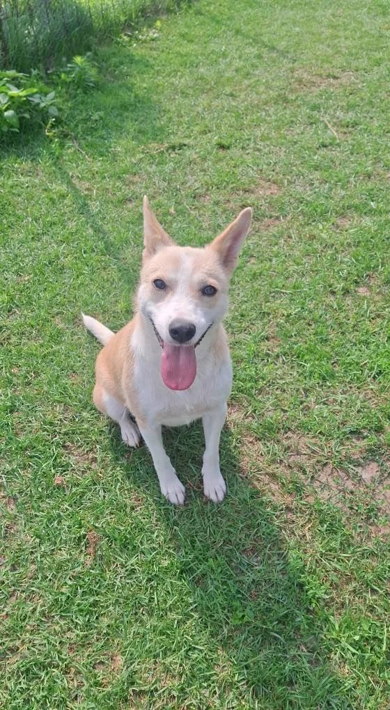 MALIA 7156, female young Mixed Breed for adoption at No Limit Pets, Romania