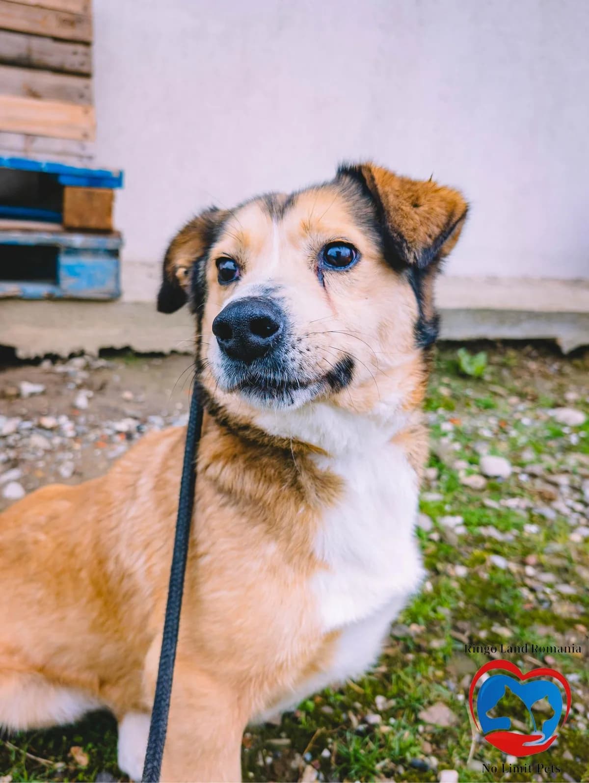 MALOU 8245, male 3yo Mixed Breed for adoption at No Limit Pets, Romania