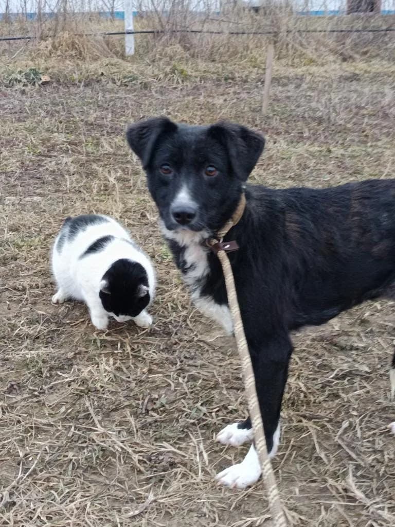 MANDY 0393 – ADOPTAT, female young mixed breed for adoption at No Limit Pets, Romania
