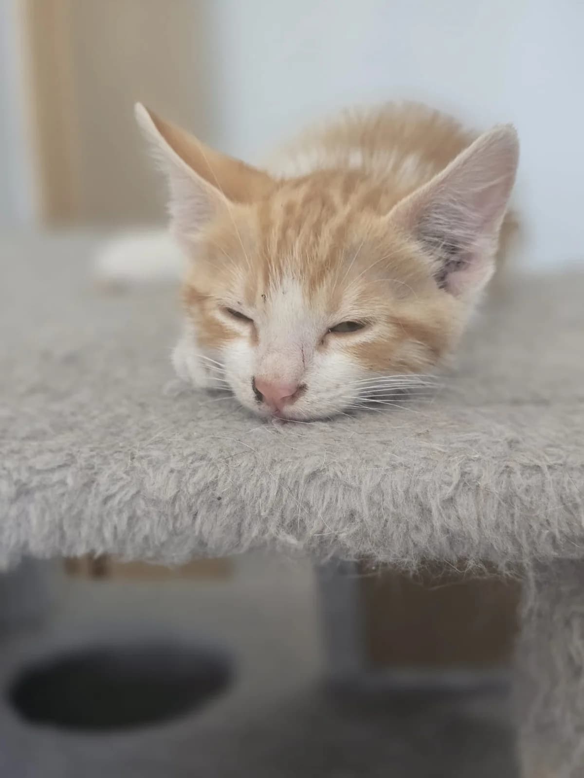 MANGO KITTEN – ADOPTAT, male mixed breed for adoption at No Limit Pets, Romania