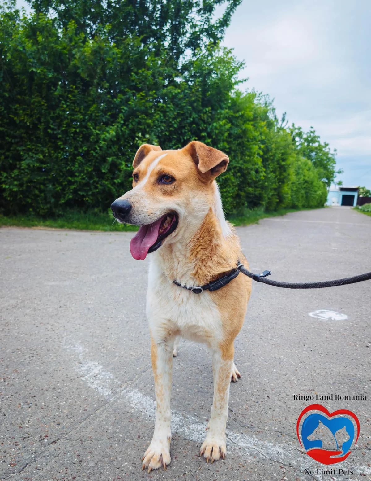 MANUEL 4876, male 3yo mixed breed for adoption at No Limit Pets, Romania
