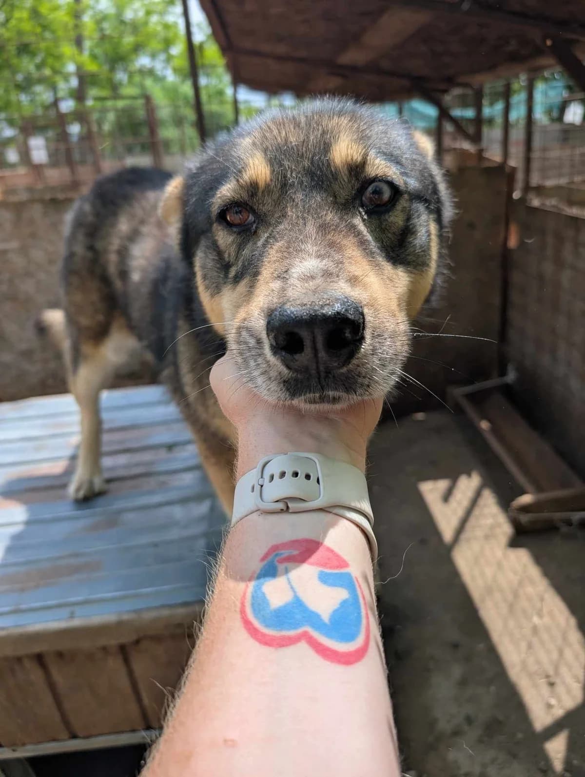 MARLA 9180, female mixed breed for adoption at No Limit Pets, Romania