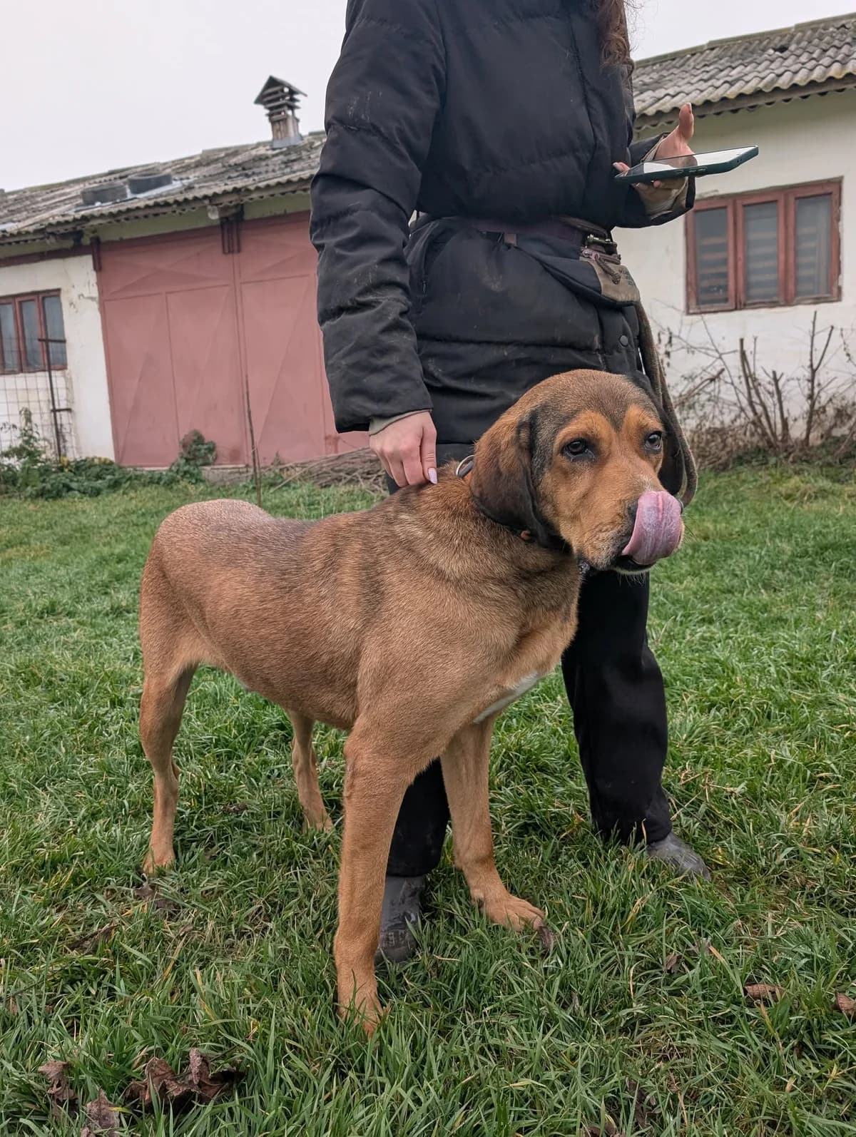 MARONI 4144, male young Mixed Breed for adoption at No Limit Pets, Romania