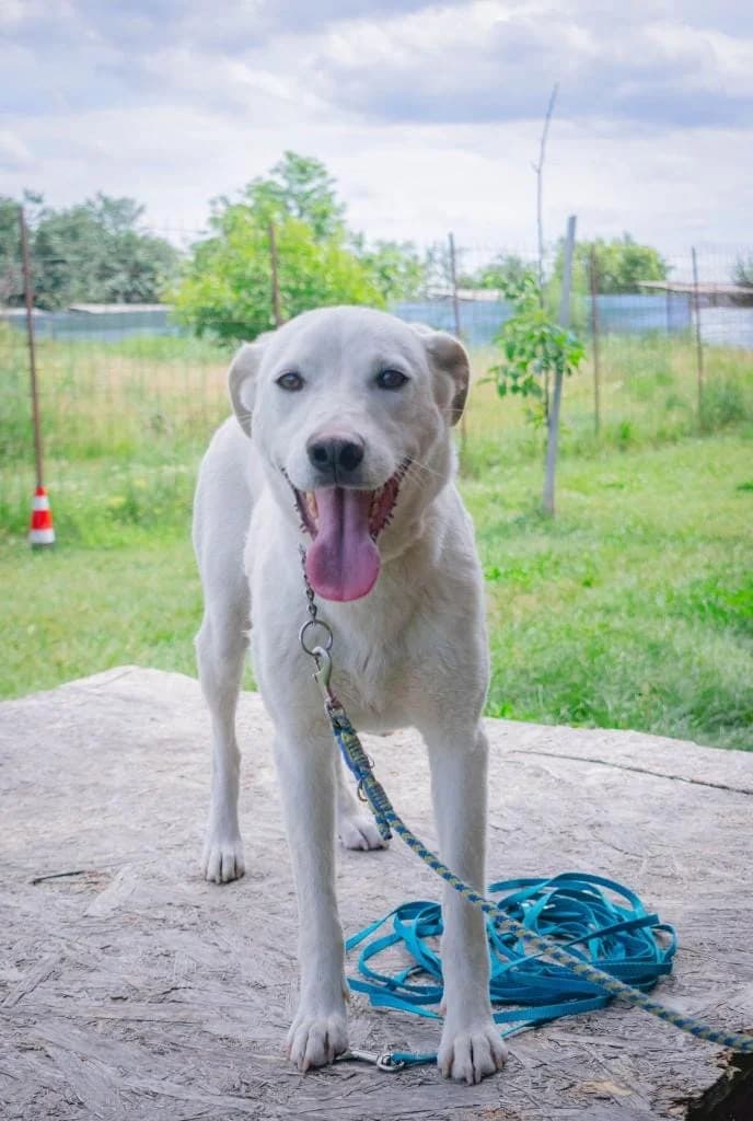 Marta 8846 – ADOPTAT, female mixed breed for adoption at No Limit Pets, Romania