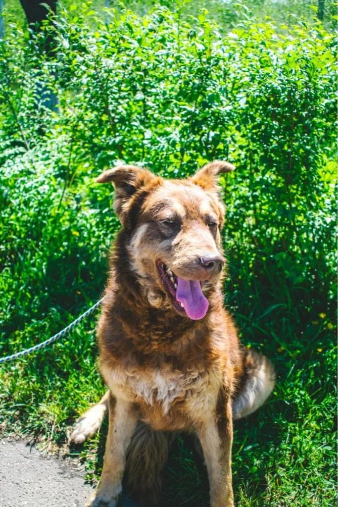 MARTHA 2705, female 3yo mixed breed for adoption at No Limit Pets, Romania
