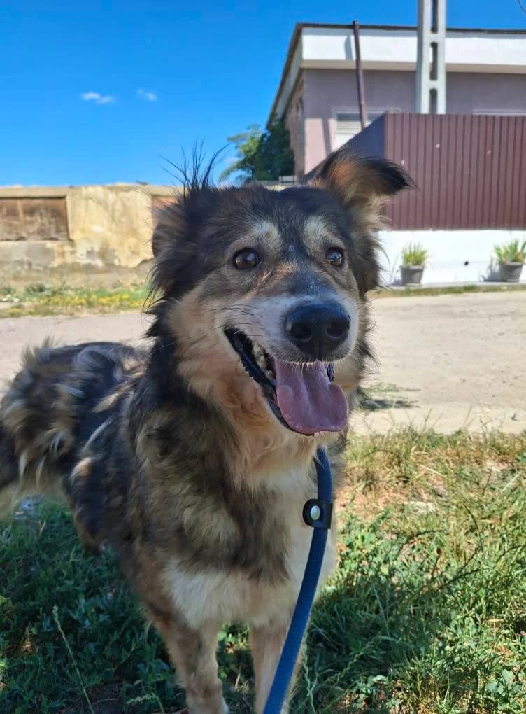 MASHA 9287, female 5yo mixed breed for adoption at No Limit Pets, Romania