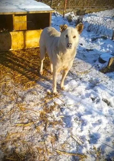 MATTEO 3941, male 4yo Mixed Breed for adoption at No Limit Pets, Romania