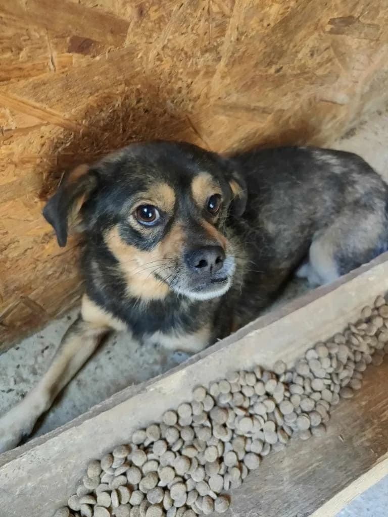 MATTEO 2703 – ADOPTAT, male 3yo mixed breed for adoption at No Limit Pets, Romania