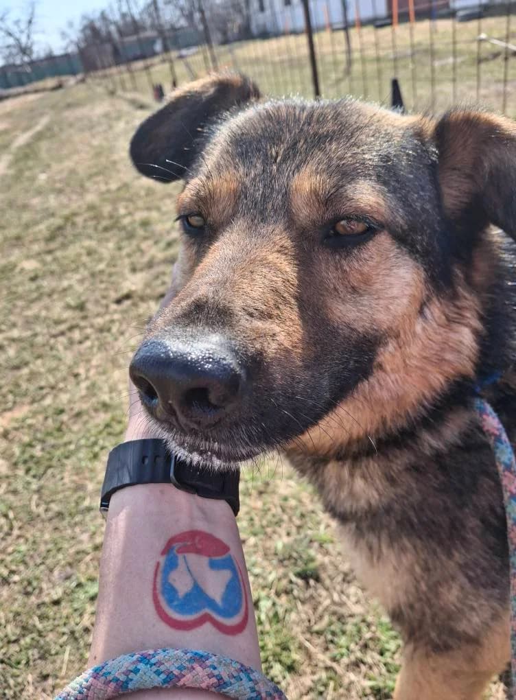 MAX 4710, male mixed breed for adoption at No Limit Pets, Romania