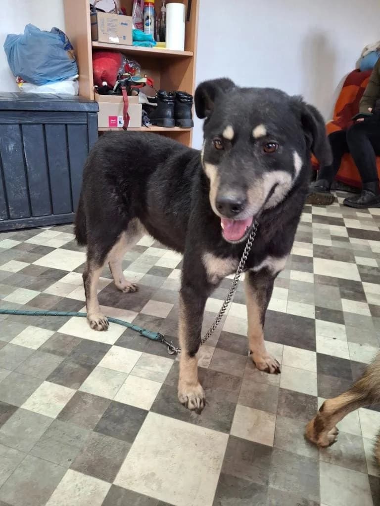 MAX 0866, male mixed breed for adoption at No Limit Pets, Romania