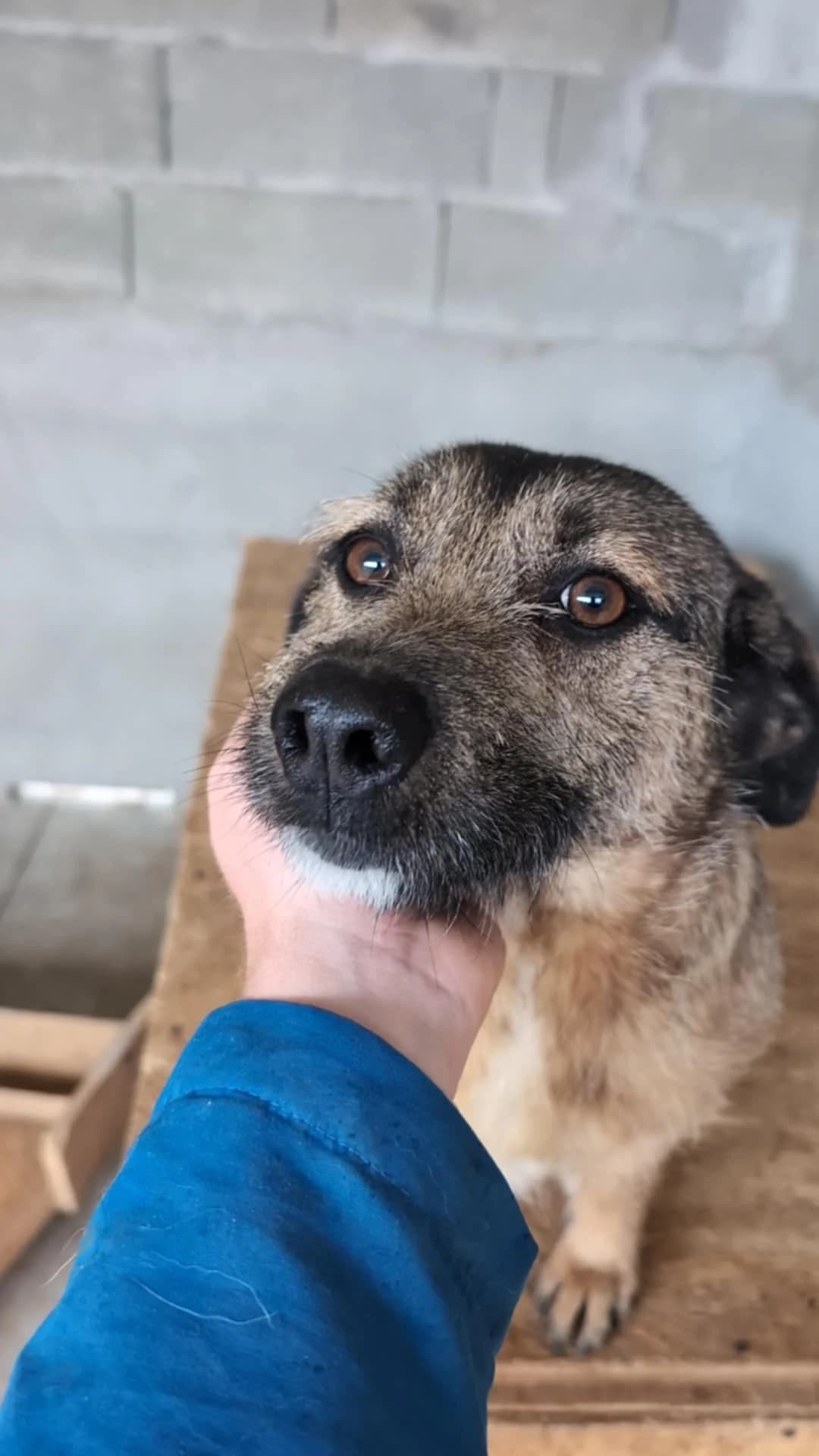 MAYA 3408, female Mixed Breed for adoption at No Limit Pets, Romania