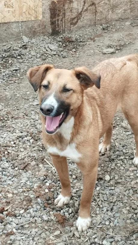 MAYA 5846, female mixed breed for adoption at No Limit Pets, Romania